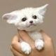 Fennec Fox Animals for sale in New Johnsonville, TN, USA. price: NA