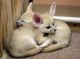 Fennec Fox Animals for sale in Charleston, SC, USA. price: NA
