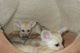 Fennec Fox Animals for sale in Richmond, CA, USA. price: $800