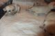 Fennec Fox Animals for sale in LaGrange, GA, USA. price: NA