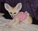 Fennec Fox Animals for sale in Green Forest, AR 72638, USA. price: NA