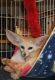 Fennec Fox Animals for sale in Indianapolis, IN, USA. price: NA