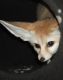 Fennec Fox Animals for sale in Huntsville, TX, USA. price: NA
