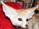Fennec Fox Animals for sale in Huntsville, TX, USA. price: NA