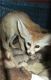 Fennec Fox Animals