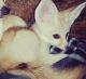 Fennec Fox Animals for sale in Columbus, OH, USA. price: NA