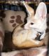 Fennec Fox Animals for sale in N Illinois St, Indianapolis, IN, USA. price: NA
