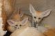 Fennec Fox Animals for sale in Oklahoma City, OK, USA. price: NA