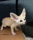 Fennec Fox Animals for sale in Califon, NJ 07830, USA. price: NA