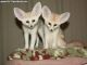 Fennec Fox Animals for sale in Swedesboro, NJ 08085, USA. price: NA