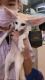 Fennec Fox Animals for sale in Charleston, WV, USA. price: $700