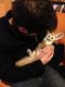 Fennec Fox Animals for sale in CA-1, Mill Valley, CA 94941, USA. price: NA