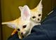 Fennec Fox Animals for sale in United States of America, Douala, Cameroon. price: 400 XAF