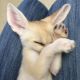 Fennec Fox Animals for sale in Moultrie, GA, USA. price: NA