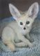 Fennec Fox Animals for sale in Trinity St, Austin, TX, USA. price: NA