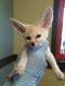 Fennec Fox Animals for sale in Austin, TX, USA. price: NA