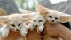 Fennec Fox Animals