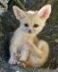 Fennec Fox Animals for sale in Washington Ave, Cleveland, OH 44113, USA. price: NA