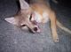 Fennec Fox Animals for sale in Tennessee Titans Practice Fields, Nashville, TN 37228, USA. price: NA