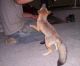 Fennec Fox Animals for sale in Tennessee Titans Practice Fields, Nashville, TN 37228, USA. price: NA