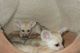 Fennec Fox Animals for sale in Detroit, MI, USA. price: NA