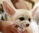 Fennec Fox Animals for sale in Florida Ave, Panama City, FL, USA. price: $600