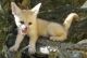 Fennec Fox Animals for sale in Campus Drive, Stanford, CA 94305, USA. price: NA