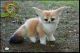 Fennec Fox Animals for sale in Campus Drive, Stanford, CA 94305, USA. price: NA