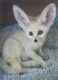 Fennec Fox Animals for sale in Portland, OR 97207, USA. price: NA