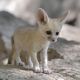Fennec Fox Animals for sale in New York, NY 10022, USA. price: NA