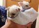 Fennec Fox Animals for sale in Manchaca, TX 78652, USA. price: NA