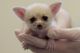 Fennec Fox Animals for sale in Dearborn Heights, MI 48127, USA. price: NA