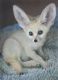 Fennec Fox Animals for sale in Lake Oswego, OR 97035, USA. price: NA