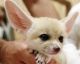 Fennec Fox Animals for sale in Green Valley, AZ 85614, USA. price: NA