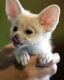 Fennec Fox Animals for sale in CAMP SMITH, HI 96861, USA. price: NA