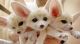 Fennec Fox Animals for sale in Abbott, TX 76621, USA. price: $800