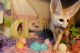 Fennec Fox Animals for sale in Beverly Hills, MI 48025, USA. price: $800