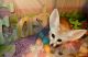 Fennec Fox Animals for sale in Los Altos Hills, CA, USA. price: NA