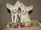 Fennec Fox Animals for sale in Québec City, QC, Canada. price: NA