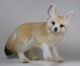 Fennec Fox Animals for sale in Texas Ave, Houston, TX, USA. price: NA