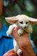 Fennec Fox Animals for sale in Kent, WA, USA. price: NA