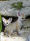 Fennec Fox Animals for sale in California St, San Francisco, CA, USA. price: NA