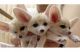Fennec Fox Animals for sale in Bennington, KS 67422, USA. price: NA