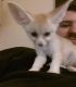 Fennec Fox Animals for sale in Houston, TX 77217, USA. price: NA