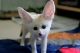 Fennec Fox Animals for sale in Newtown Square, PA 19073, USA. price: $350