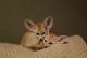 Fennec Fox Animals for sale in Abilene, Houston, TX 77020, USA. price: NA