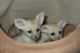 Fennec Fox Animals for sale in Sewell Rd, Bethlehem, KY 40007, USA. price: NA