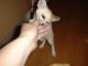 Fennec Fox Animals for sale in Tampa, FL 33609, USA. price: NA