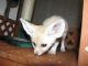 Fennec Fox Animals for sale in Tampa, FL 33609, USA. price: NA