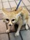 Fennec Fox Animals for sale in Sacramento, CA, USA. price: NA